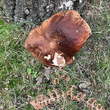 Lucia Es Amplia Con Pat *