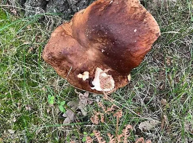 Lucia Es Amplia Con Pat *